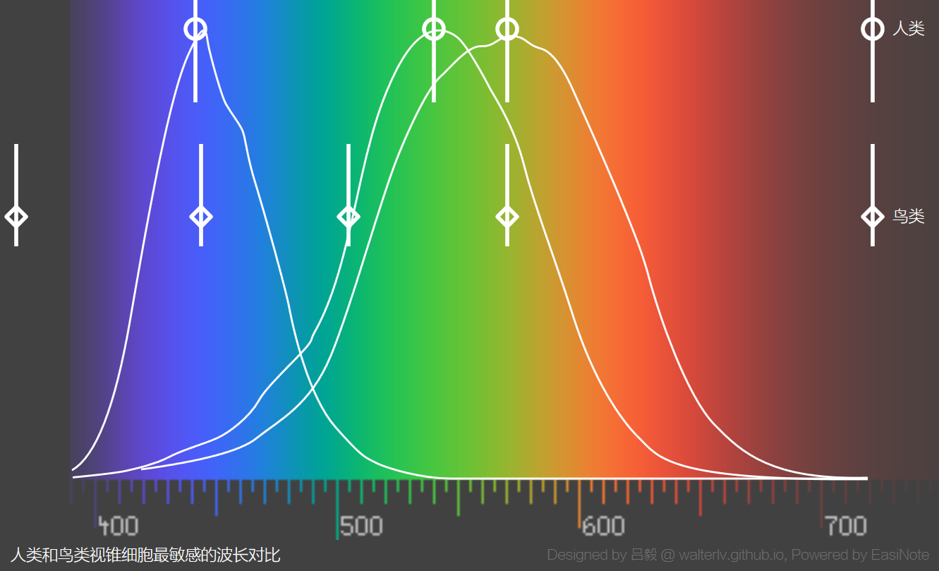 人类和鸟类的波长感知峰值对比